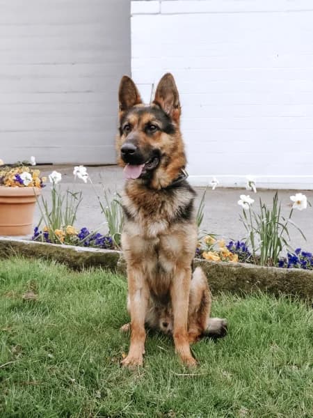 SB, male young German Shepherd for adoption at Animal Sans Toit, Faimes