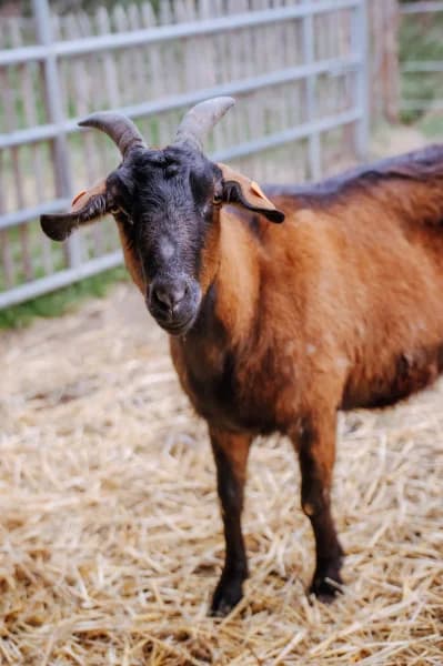 SB, female 3yo Mixed Breed for adoption at Animal Sans Toit, Faimes