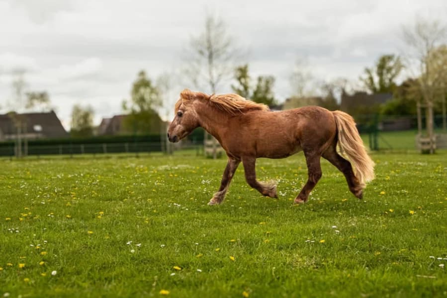 SB, male senior Mixed Breed for adoption at Animal Sans Toit, Faimes