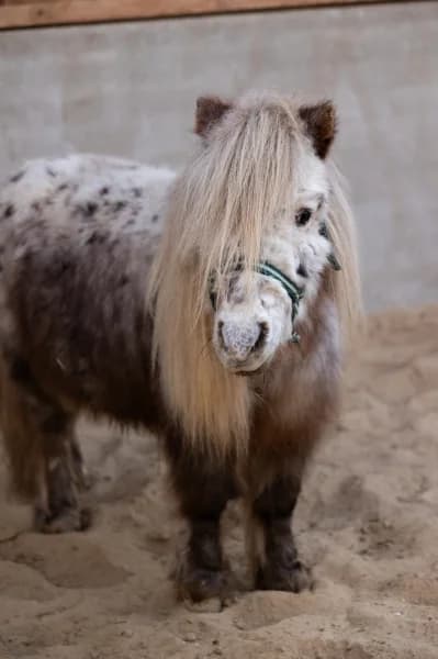 SB, male senior Mixed Breed for adoption at Animal Sans Toit, Faimes