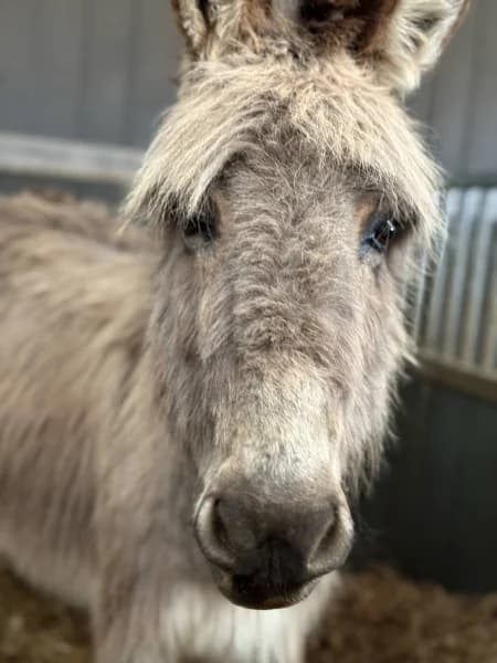 SB, female 4yo Mixed Breed for adoption at Animal Sans Toit, Faimes