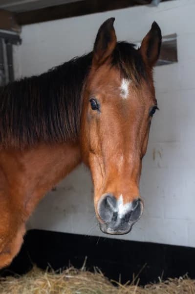 SB, male senior Mixed Breed for adoption at Animal Sans Toit, Faimes