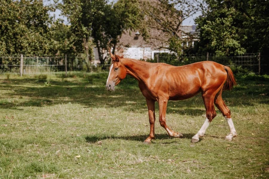 SB, male Mixed Breed for adoption at Animal Sans Toit, Faimes