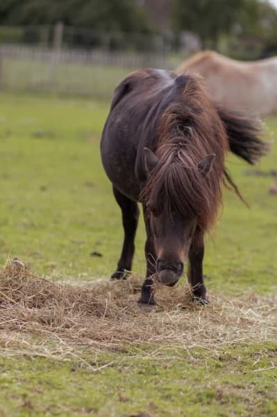 SB, female Mixed Breed for adoption at Animal Sans Toit, Faimes