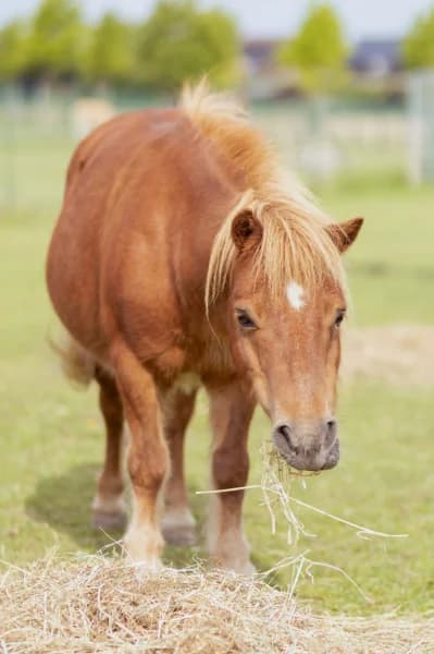 SB, male senior Mixed Breed for adoption at Animal Sans Toit, Faimes