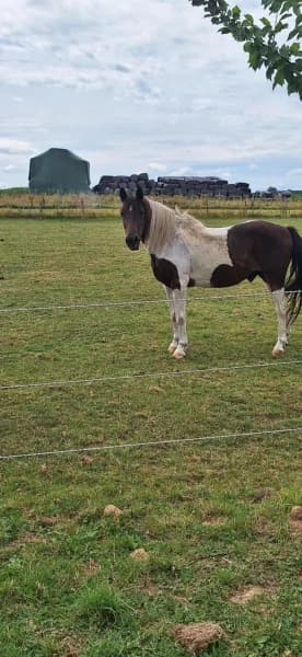 SB, male senior Mixed Breed for adoption at Animal Sans Toit, Faimes