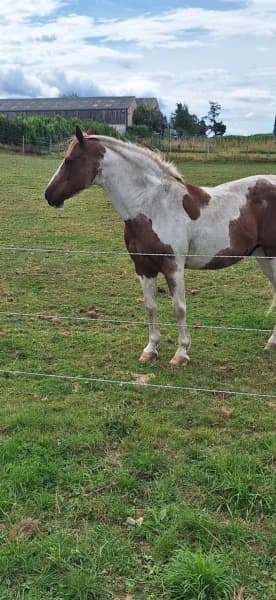 SB, male senior Mixed Breed for adoption at Animal Sans Toit, Faimes