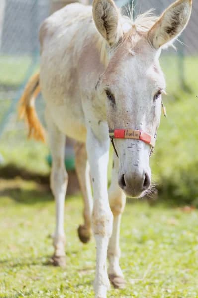 SB, male senior Mixed Breed for adoption at Animal Sans Toit, Faimes