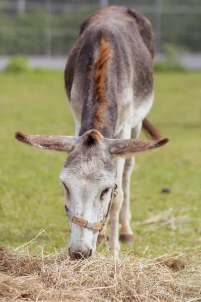 SB, male senior Mixed Breed for adoption at Animal Sans Toit, Faimes