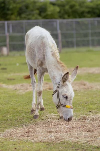 SB, male 6yo Mixed Breed for adoption at Animal Sans Toit, Faimes