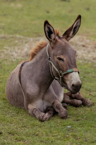 SB, male Mixed Breed for adoption at Animal Sans Toit, Faimes
