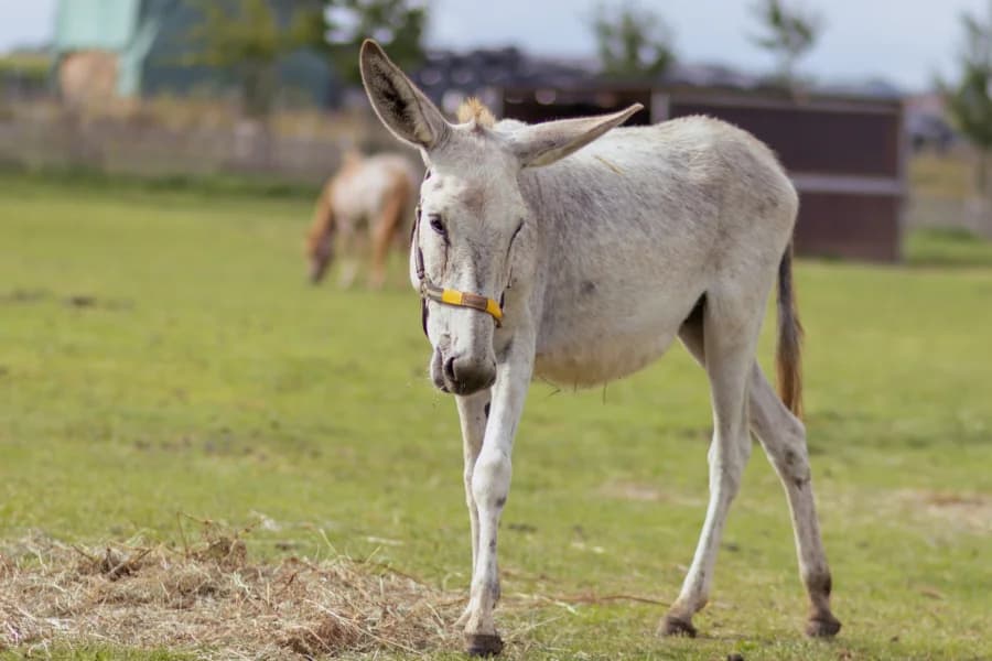 SB, male Mixed Breed for adoption at Animal Sans Toit, Faimes