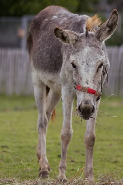 SB, male senior Mixed Breed for adoption at Animal Sans Toit, Faimes