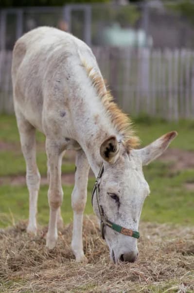 SB, male 5yo Mixed Breed for adoption at Animal Sans Toit, Faimes