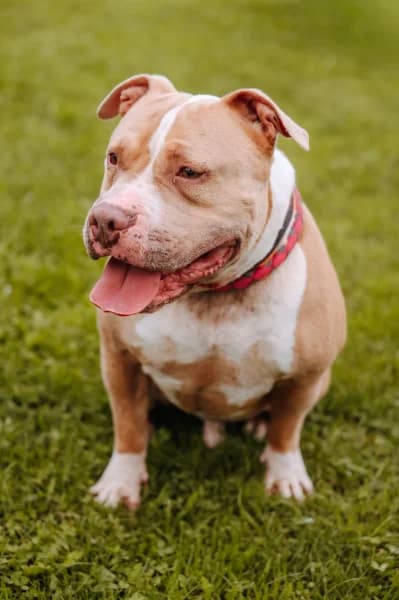 SB, male 4yo American Bully for adoption at Animal Sans Toit, Faimes