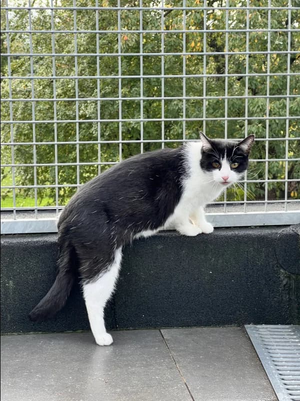 SB, female senior European Shorthair for adoption at Animal Sans Toit, Faimes