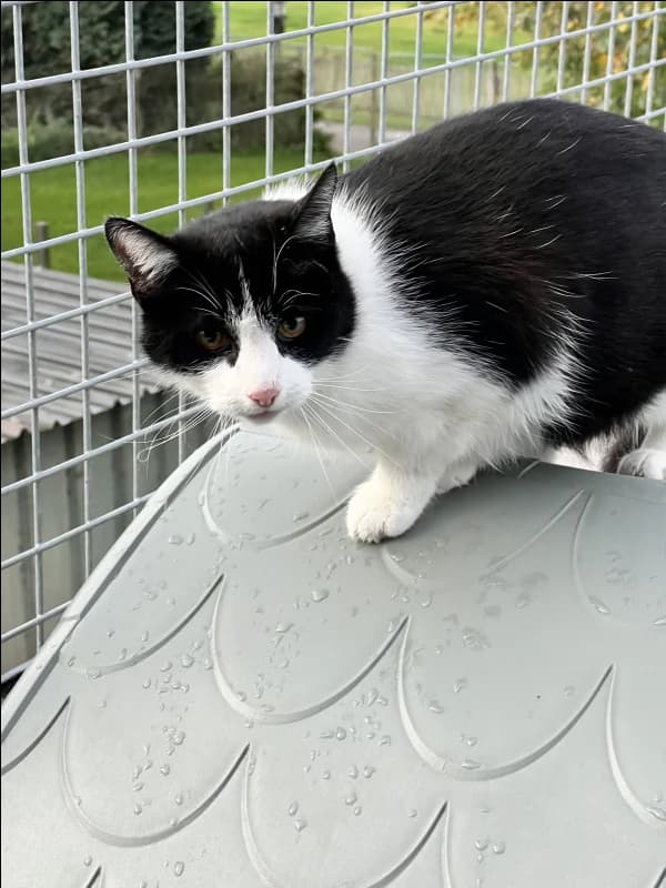 SB, female European Shorthair for adoption at Animal Sans Toit, Faimes — photo 2 of 3