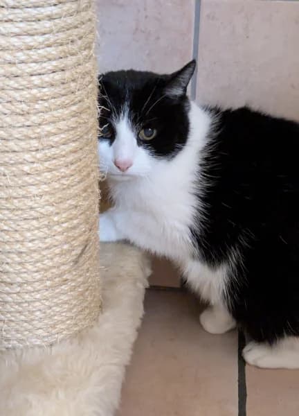 SB, female European Shorthair for adoption at Animal Sans Toit, Faimes — photo 3 of 3