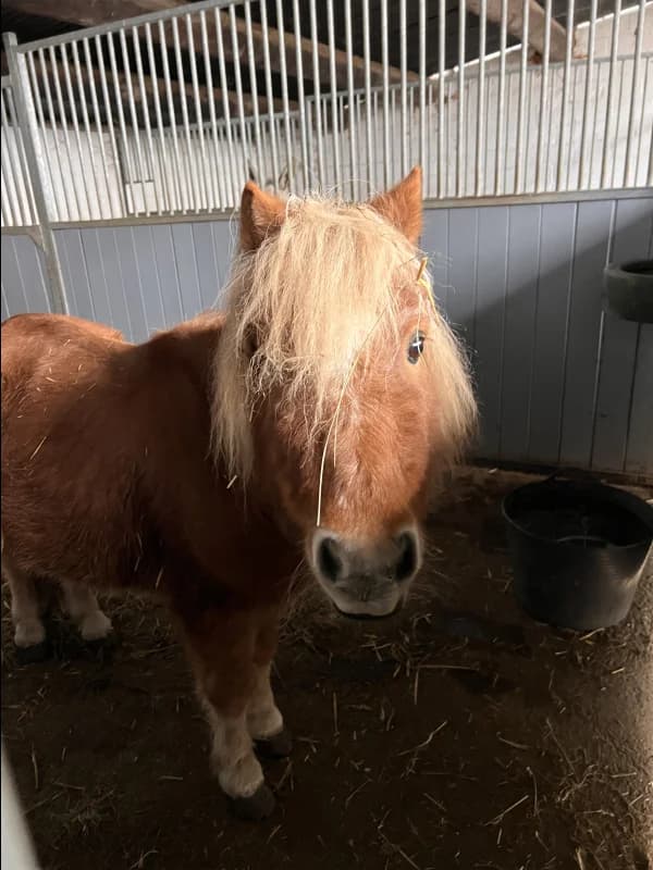 SB, male senior Mixed Breed for adoption at Animal Sans Toit, Faimes