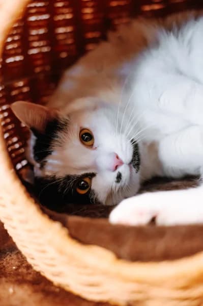 SB, female young European Shorthair for adoption at Animal Sans Toit, Faimes