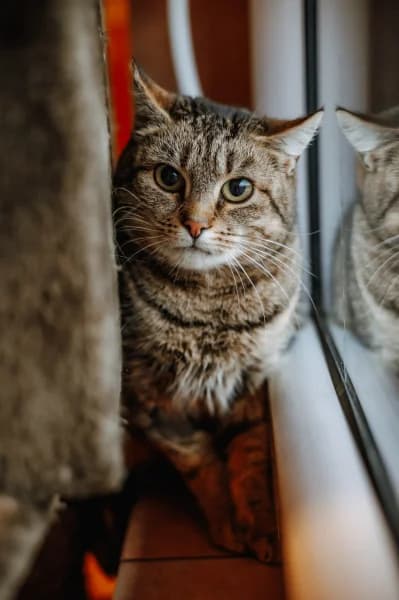 SB, female 3yo European Shorthair for adoption at Animal Sans Toit, Faimes