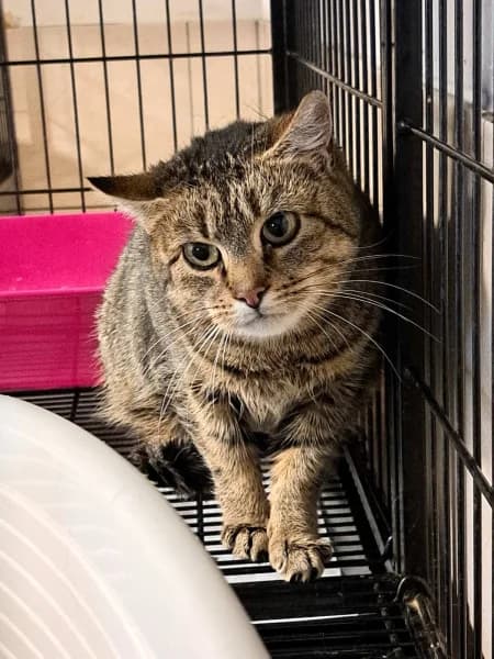 SB, female European Shorthair for adoption at Animal Sans Toit, Faimes — photo 2 of 4