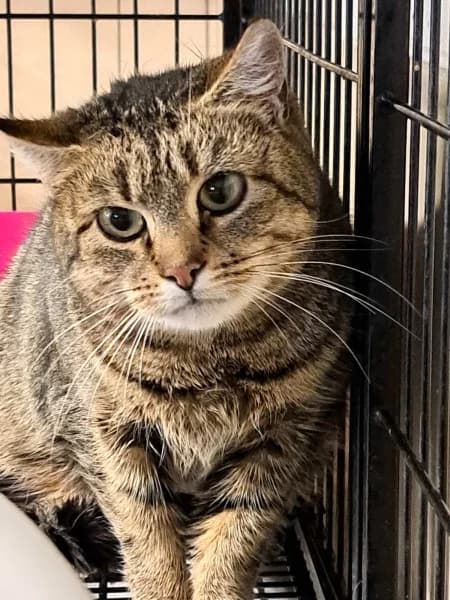 SB, female European Shorthair for adoption at Animal Sans Toit, Faimes — photo 3 of 4