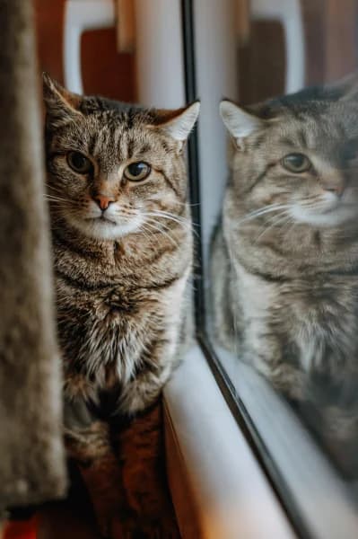 SB, female European Shorthair for adoption at Animal Sans Toit, Faimes — photo 4 of 4