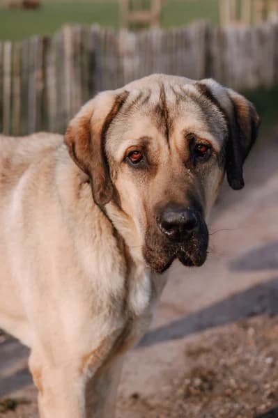 SB, male young mixed breed for adoption at Animal Sans Toit, Faimes