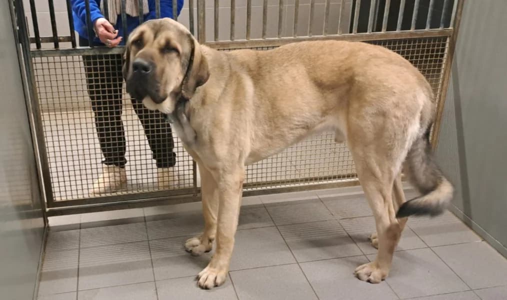 SB, male mixed breed for adoption at Animal Sans Toit, Faimes — photo 2 of 8