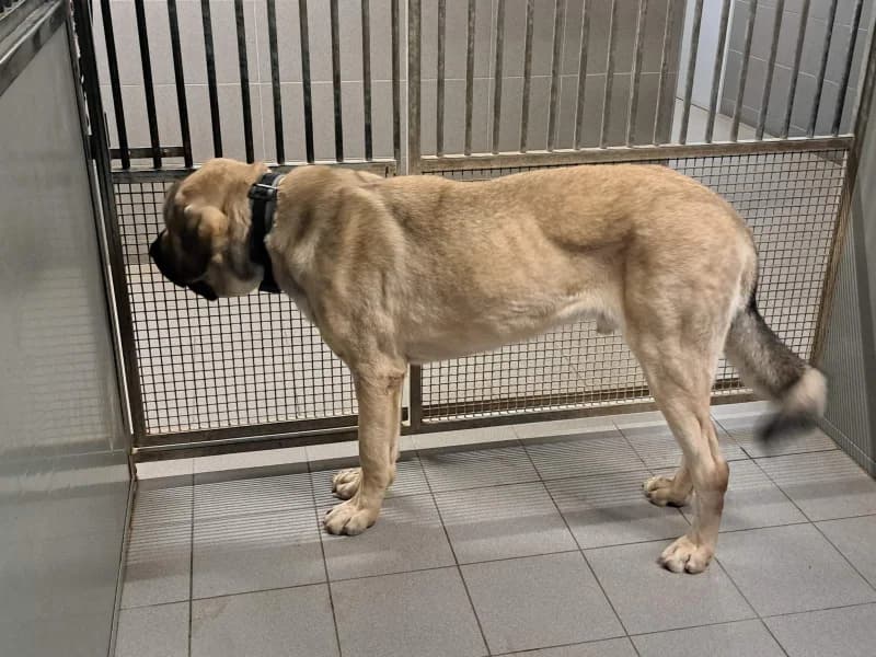 SB, male mixed breed for adoption at Animal Sans Toit, Faimes — photo 3 of 8