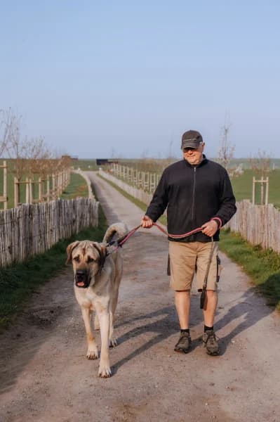 SB, male mixed breed for adoption at Animal Sans Toit, Faimes — photo 4 of 8