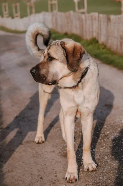 SB, male mixed breed for adoption at Animal Sans Toit, Faimes — photo 5 of 8