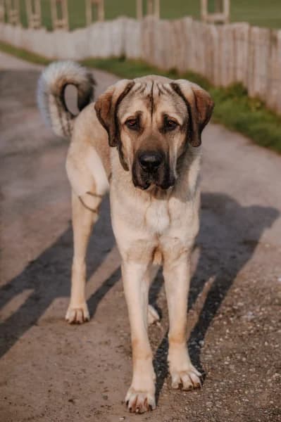 SB, male mixed breed for adoption at Animal Sans Toit, Faimes — photo 6 of 8