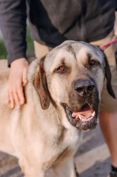 SB, male mixed breed for adoption at Animal Sans Toit, Faimes — photo 7 of 8