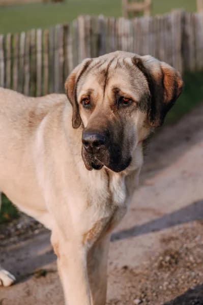 SB, male mixed breed for adoption at Animal Sans Toit, Faimes — photo 8 of 8