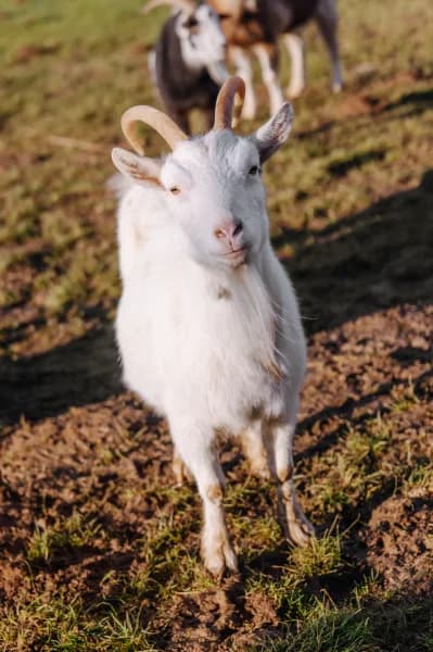 SB, female 4yo Mixed Breed for adoption at Animal Sans Toit, Faimes
