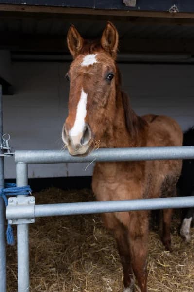 SB, female 3yo Mixed Breed for adoption at Animal Sans Toit, Faimes