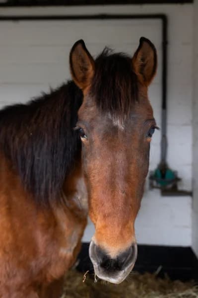 SB, female senior Mixed Breed for adoption at Animal Sans Toit, Faimes