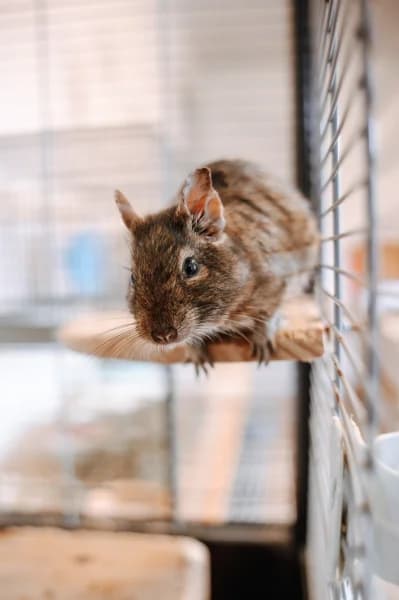 SB, female Mixed Breed for adoption at Animal Sans Toit, Faimes