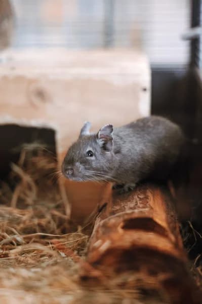 SB, female Mixed Breed for adoption at Animal Sans Toit, Faimes