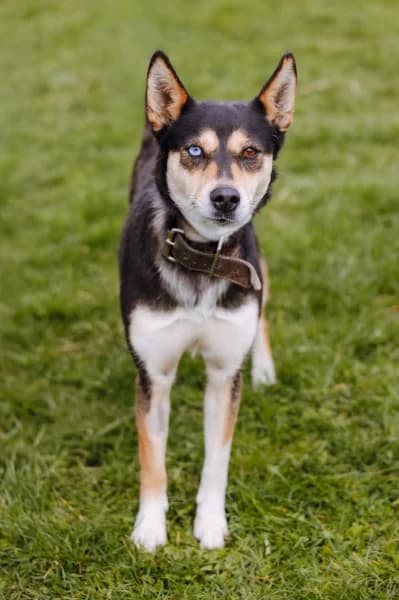 SB, female Mixed Breed for adoption at Animal Sans Toit, Faimes