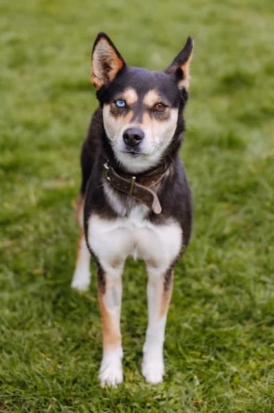 SB, female Mixed Breed for adoption at Animal Sans Toit, Faimes — photo 2 of 4