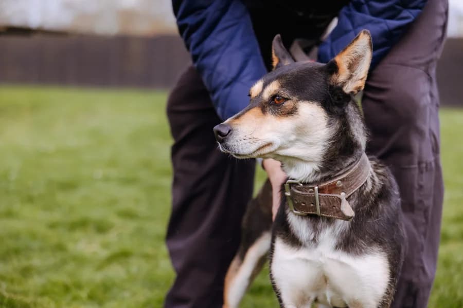 SB, female Mixed Breed for adoption at Animal Sans Toit, Faimes — photo 3 of 4
