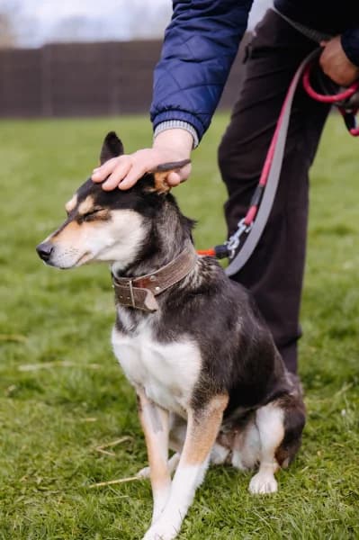 SB, female Mixed Breed for adoption at Animal Sans Toit, Faimes — photo 4 of 4