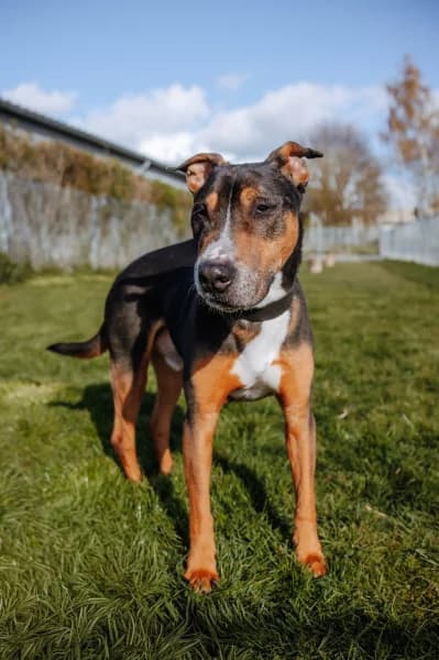 SB, male Mixed Breed for adoption at Animal Sans Toit, Faimes