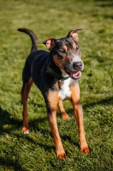 SB, male Mixed Breed for adoption at Animal Sans Toit, Faimes — photo 2 of 5