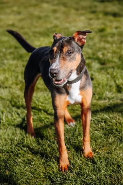 SB, male Mixed Breed for adoption at Animal Sans Toit, Faimes — photo 3 of 5