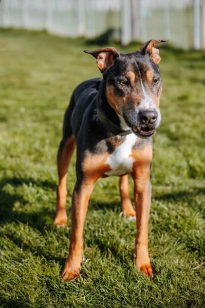 SB, male Mixed Breed for adoption at Animal Sans Toit, Faimes — photo 4 of 5