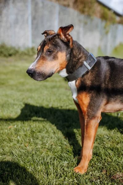 SB, male Mixed Breed for adoption at Animal Sans Toit, Faimes — photo 5 of 5